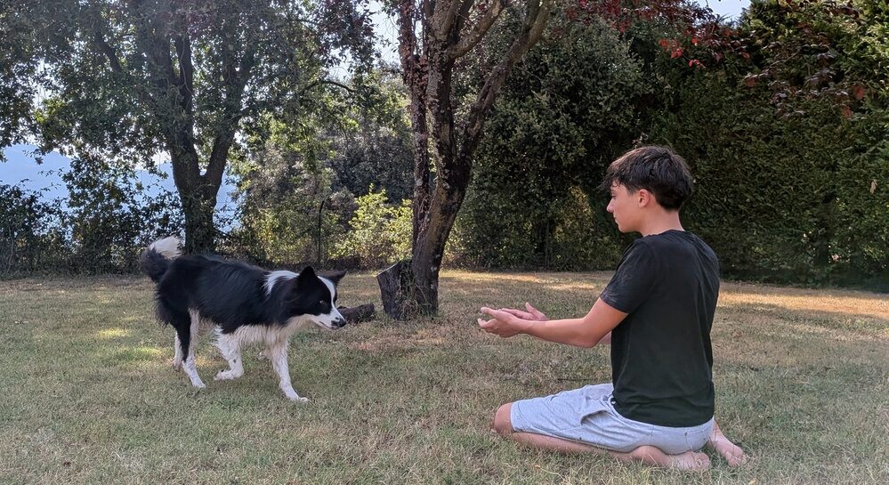 Gos acudint a la crida del seu guia durant un exercici d'educació canina.